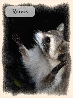 Racoon