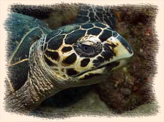 Tortue