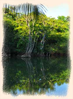 Mangrove swamp