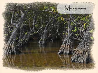 Mangrove swamp